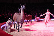 Joulia Tchakanova vereint Afghanische Windhunde und Lamas (©Foto: Martin Schmitz)